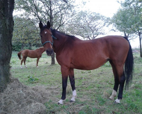 broodmare Fürstin (Saxony-Anhaltiner, 1994, from Fürst Leopold)