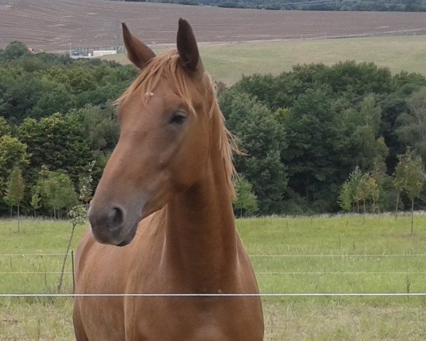 Pferd Finja (Deutsches Sportpferd, 2011, von Glenn Alme)