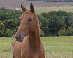 Pferd Finja (Deutsches Sportpferd, 2011, von Glenn Alme)