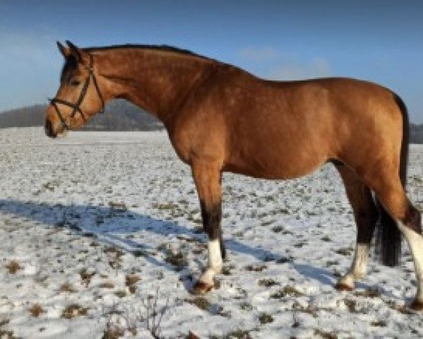 jumper Conthedo Kinsky (Czech Warmblood, 2017, from Cola 10)