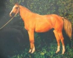 broodmare Joa Kinska (Kinsky horse, 1998, from Almhirt týnský)