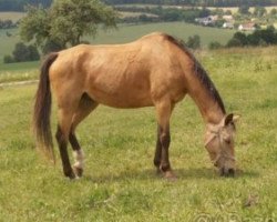 Zuchtstute Jesika (Tschechisches Warmblut, 1987, von Dux)