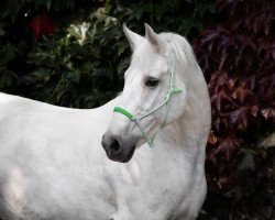 Springpferd Daniela HS (Hessisches Warmblut, 2000, von Dartagnan)