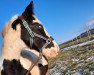 broodmare Paoma (Tinker / Irish Cob / Gypsy Vanner, 2008)