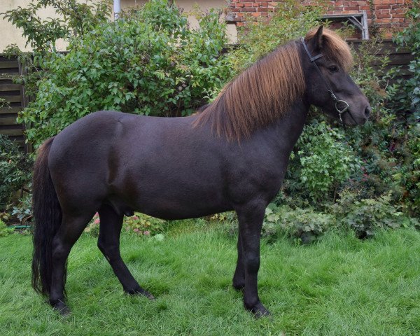 Pferd Dyri vom Laekurhof (Islandpferd, 2017)