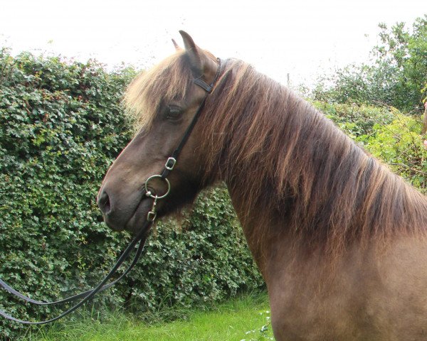 horse Farsaell vom Laekurhof (Iceland Horse, 2010, from Garri vom Lækurhof)