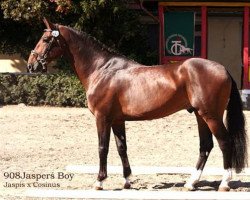 stallion Jasper's Boy (Czech Warmblood, 1999, from Jaspis)