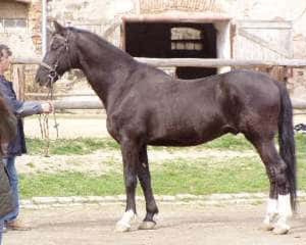 stallion Jaspis (Royal Warmblood Studbook of the Netherlands (KWPN), 1983, from Jasper)