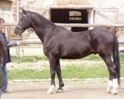 Deckhengst Jaspis (KWPN (Niederländisches Warmblut), 1983, von Jasper)