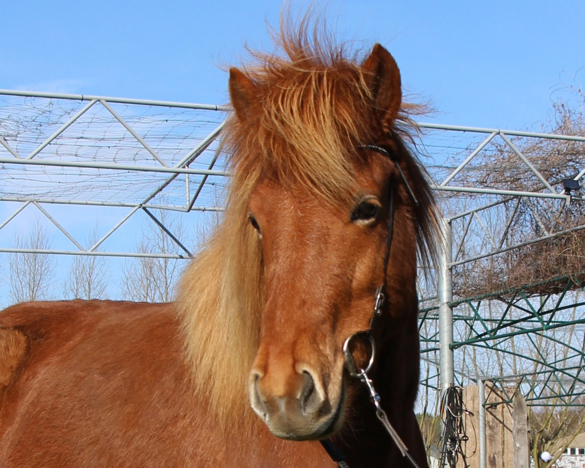 broodmare Freisting vom Laekurhof (Iceland Horse, 2014, from Pjakkur vom Laekurhof)