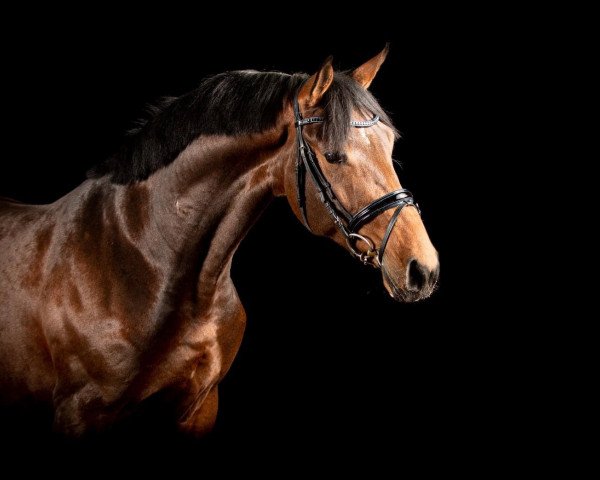 stallion Noble King (Westphalian, 2018, from Nubalou W.Z.)