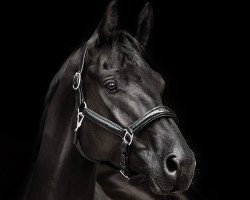 dressage horse Dark Temptation 8 (Hanoverian, 2018, from Dostojewski)