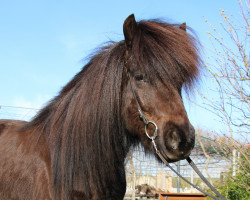 horse Lómur (Iceland Horse, 2014, from Pjakkur vom Laekurhof)