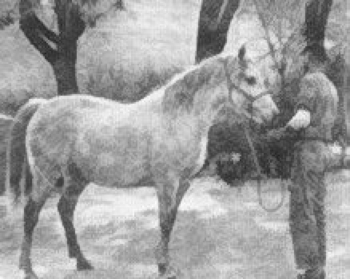 broodmare Ferdana ox (Arabian purebred, 1931, from Ferdin ox)