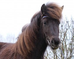 Pferd Katina vom Laekurhof (Islandpferd, 2014, von Pjakkur vom Laekurhof)