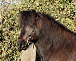 Pferd Haki vom Sigurdshof (Islandpferd, 2014, von Hagall von der Fuchsfarm)