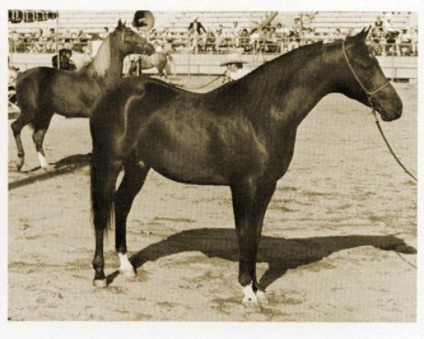 horse Witraff ox (Arabian thoroughbred, 1959, from Witez II 1938 ox)
