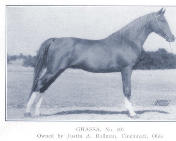 horse Ghassa ox (Arabian thoroughbred, 1931, from Ribal 1920 ox)