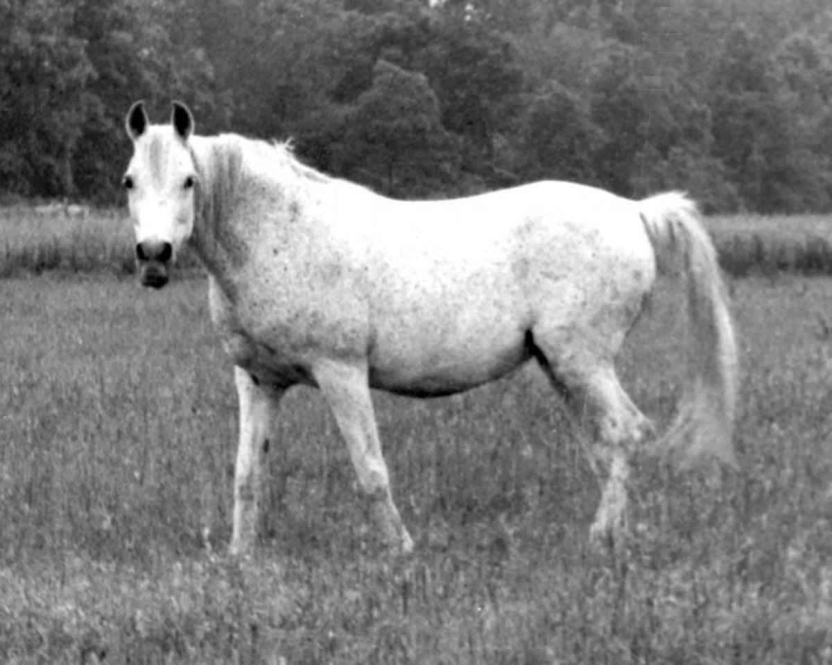 broodmare Dharanah ox (Arabian purebred, 1942, from Dhareb ox)