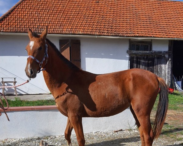 Pferd Aksu de Colombettes (Achal Tekkiner, 2021, von Ornai)