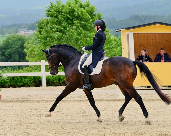 dressage horse De Niro (Bavarian, 2005, from Da Lisco)