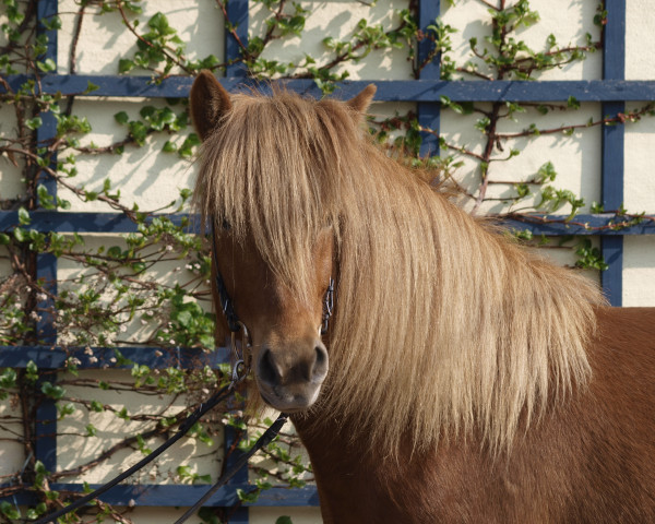 Pferd Ljosadis vom Laekurhof (Islandpferd, 2009)