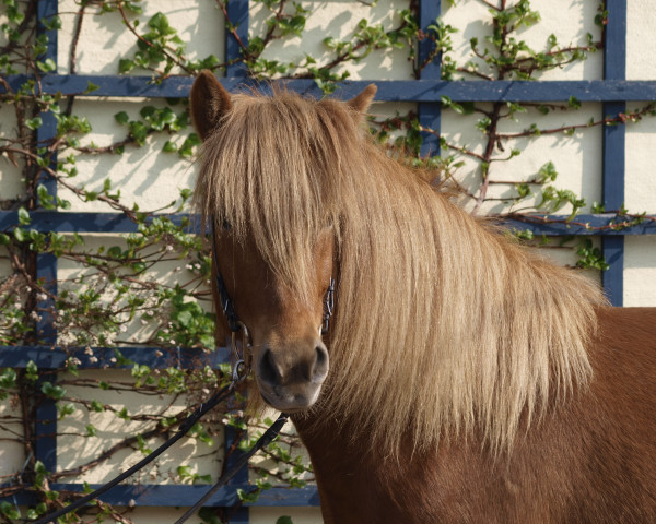 horse Ljosadis vom Laekurhof (Iceland Horse, 2009)