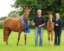 broodmare Diva (Hanoverian, 2003, from Don Frederico)