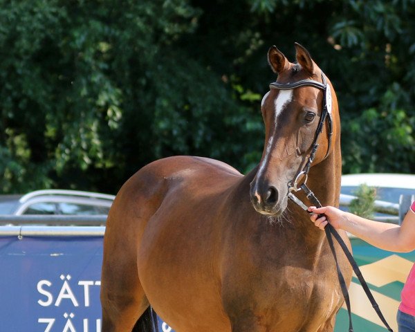 broodmare Fortuna van de Sluishoeve (Belgian Warmblood, 2005, from Sir Lui)