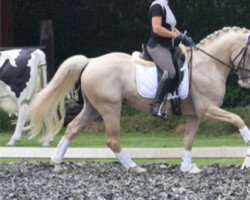 dressage horse Right Reason (German Riding Pony, 2013, from FS Mr. Right)