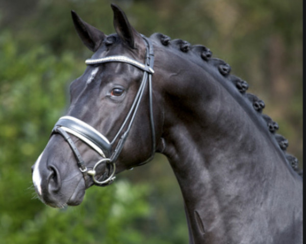 stallion Dettori (Oldenburg, 2013, from Desperado)