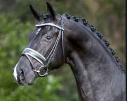 dressage horse Dettori (Oldenburger, 2013, from Desperado)