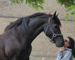 jumper Rio 285 (German Riding Pony, 2016, from Rapolino)