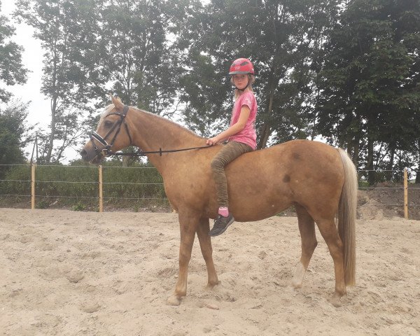 broodmare Goldi (German Riding Pony, 2007, from Feingold)