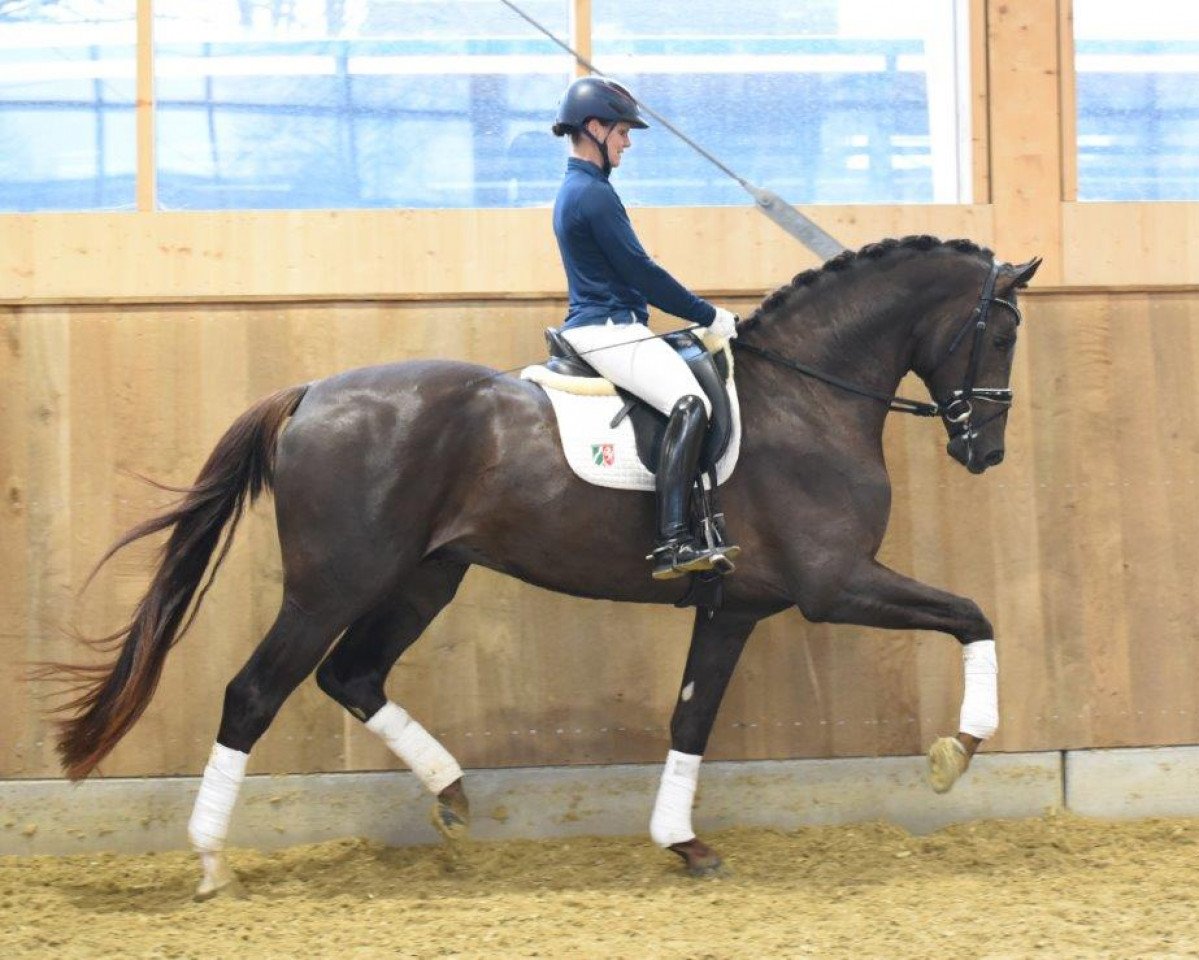 stallion Red Viper (KWPN (Royal Dutch Sporthorse), 2019, from Blue Hors Romanov)