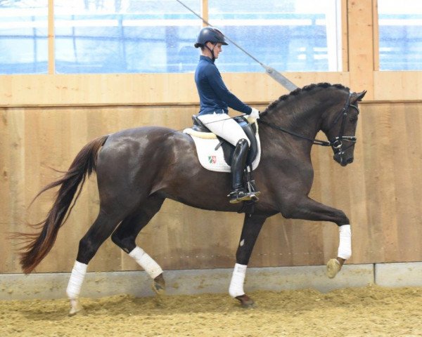 stallion Red Viper (KWPN (Royal Dutch Sporthorse), 2019, from Glock's Romanov)