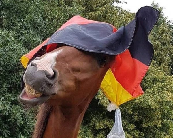 dressage horse Caribo le Beau (German Riding Pony, 2017, from Petit Comme Ca Va)