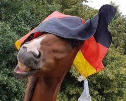 Dressurpferd Caribo le Beau (Deutsches Reitpony, 2017, von Petit Comme Ca Va)