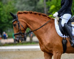 horse Royal MJ (Hanoverian, 2000, from Rotspon)