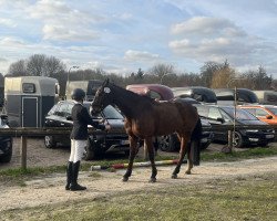 jumper Captain Chaos 11 (Oldenburg show jumper, 2015, from Casirus)