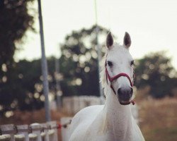 Springpferd Ophelia (Deutsches Reitpferd, 2004)