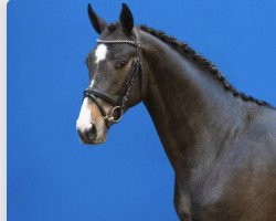 Springpferd Cornet Superstar (Holsteiner, 2020, von Cornet's Quaprice)