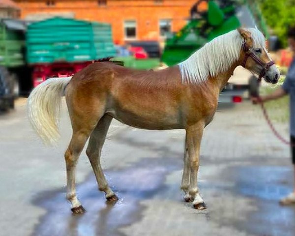 horse Doretta (Haflinger, 2020, from Nagasus)