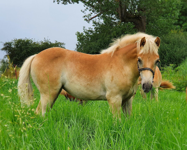 Pferd Dorana (Haflinger, 2021, von Barolo)