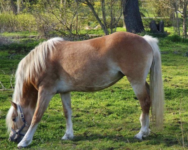 Zuchtstute Dorada (Haflinger, 2016, von Almquell)