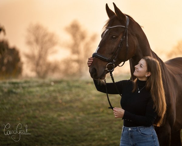 Dressurpferd Hielke (KWPN (Niederländisches Warmblut), 2012, von Apache)