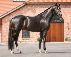 stallion Follow Up (Westphalian, 2019, from Follow Him's Schönweide)