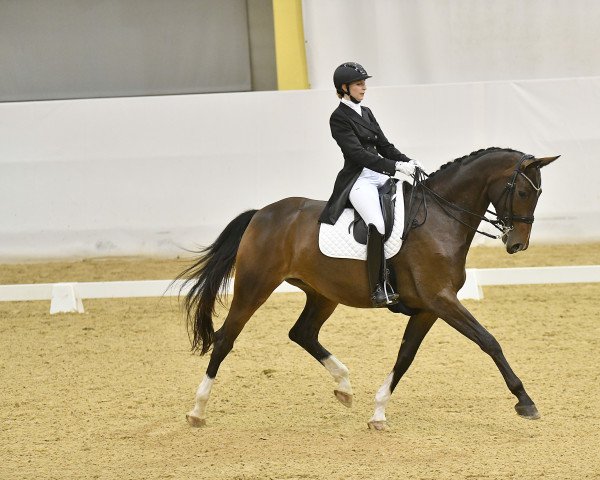 dressage horse Dantina (Hanoverian, 2015, from Dante Weltino Old)