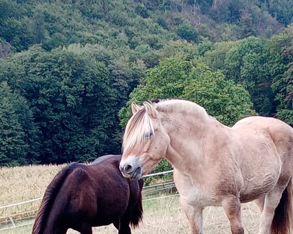 Pferd Dalgo (Fjordpferd, 2004, von Dylan)