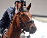 dressage horse Felipe 23 (Oldenburg, 2009, from Fidertanz)